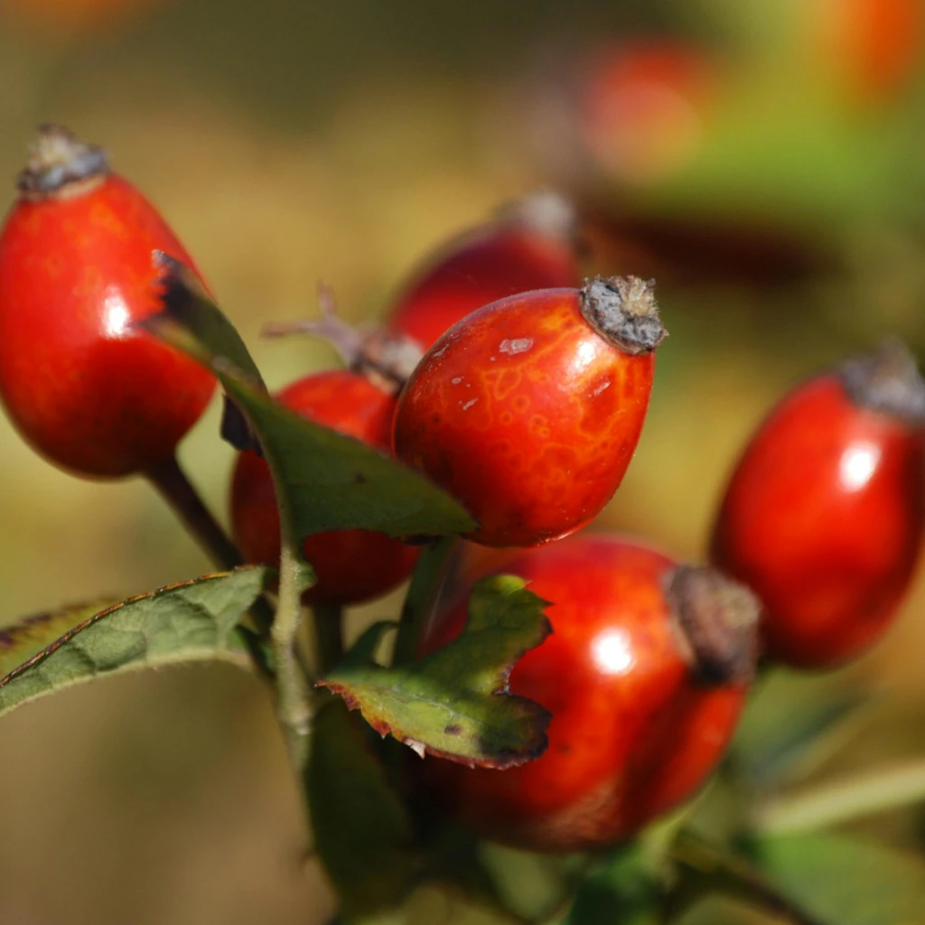 Close nos frutos da rosa mosqueta ainda nos galhos da planta ilustrando o texto Dúvidas frequentes sobre o uso da rosa mosqueta no cabelo