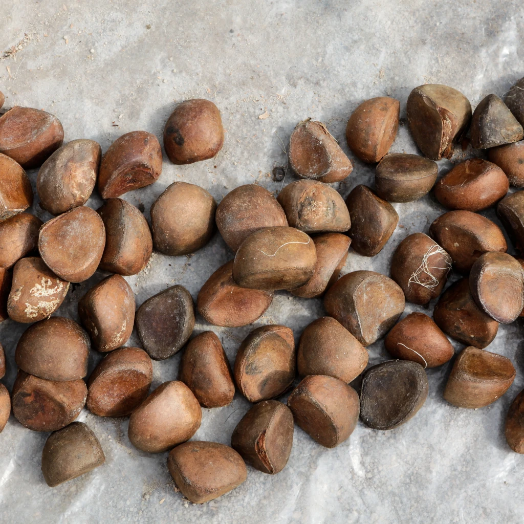 Imagem de frutos da andiroba