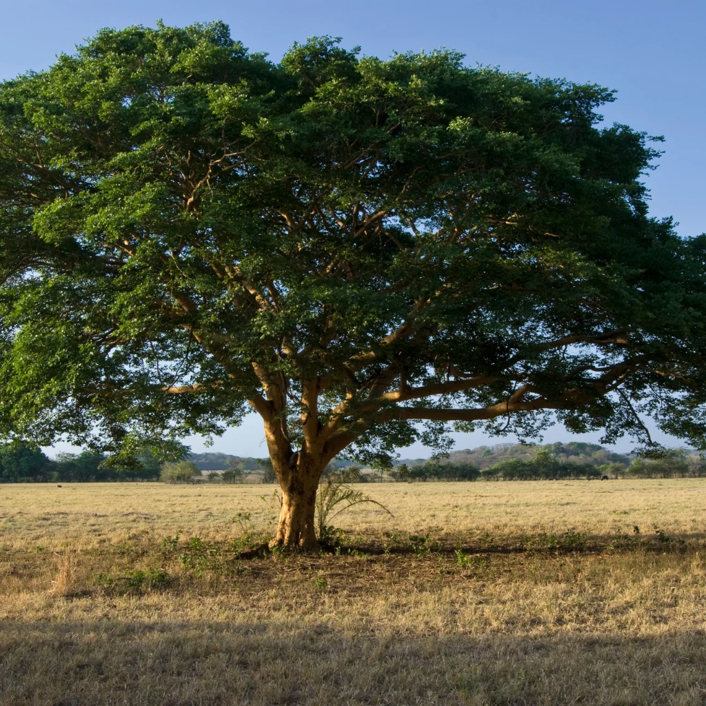 Imagem de uma árvore de copaíba ilustrando